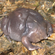Illustration for article titled 12 Real Animals We Cant Believe Arent Pokémon